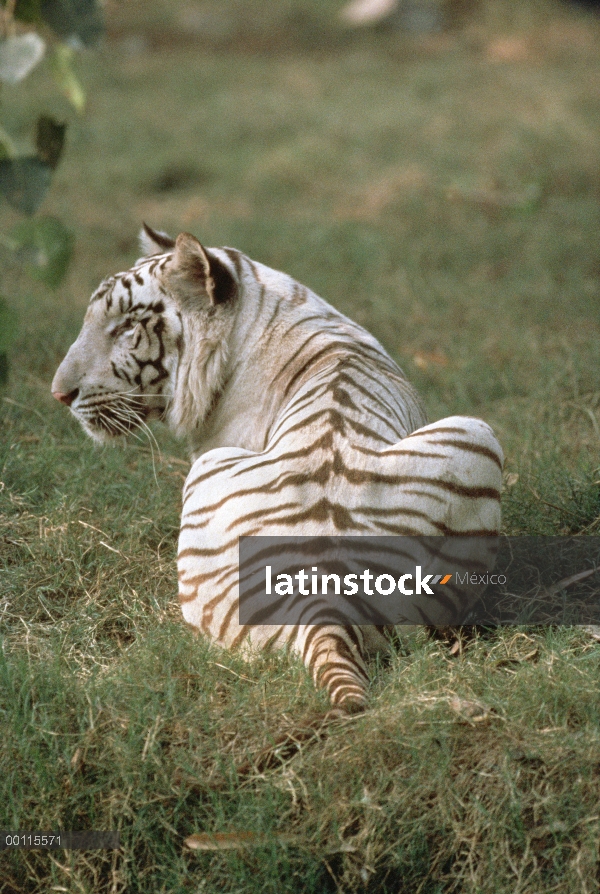 Tigre de Bengala (Panthera tigris tigris) blanco morph, India