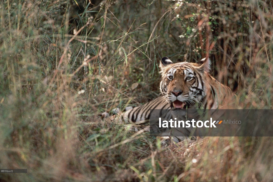 Tigre de Bengala (Panthera tigris tigris) camuflado en hierba alta, India