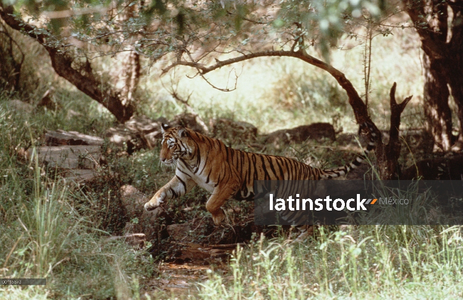 Tigre de Bengala (Panthera tigris tigris) en la selva, India