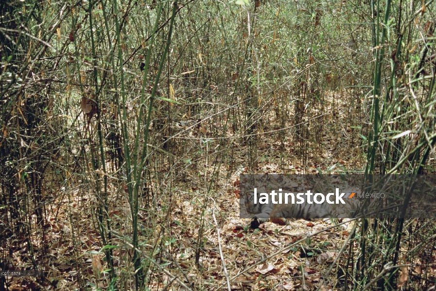 Tigre de Bengala (Panthera tigris tigris) durmiendo en el piso del bosque de bambú, India