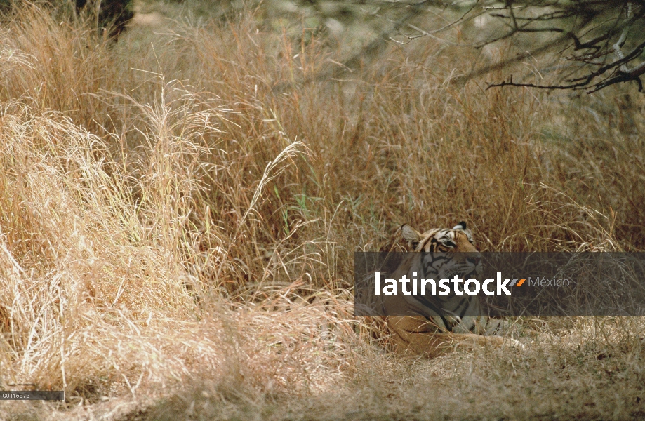 Tigre de Bengala (Panthera tigris tigris) descansando en el piso del bosque en medio de la hierba al