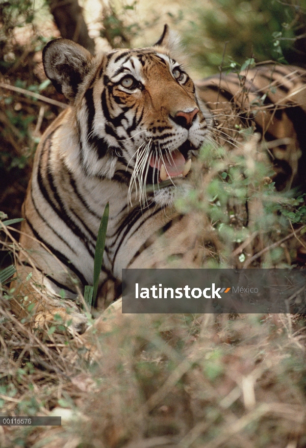 Tigre de Bengala (Panthera tigris tigris) descansando sobre el suelo del bosque, India