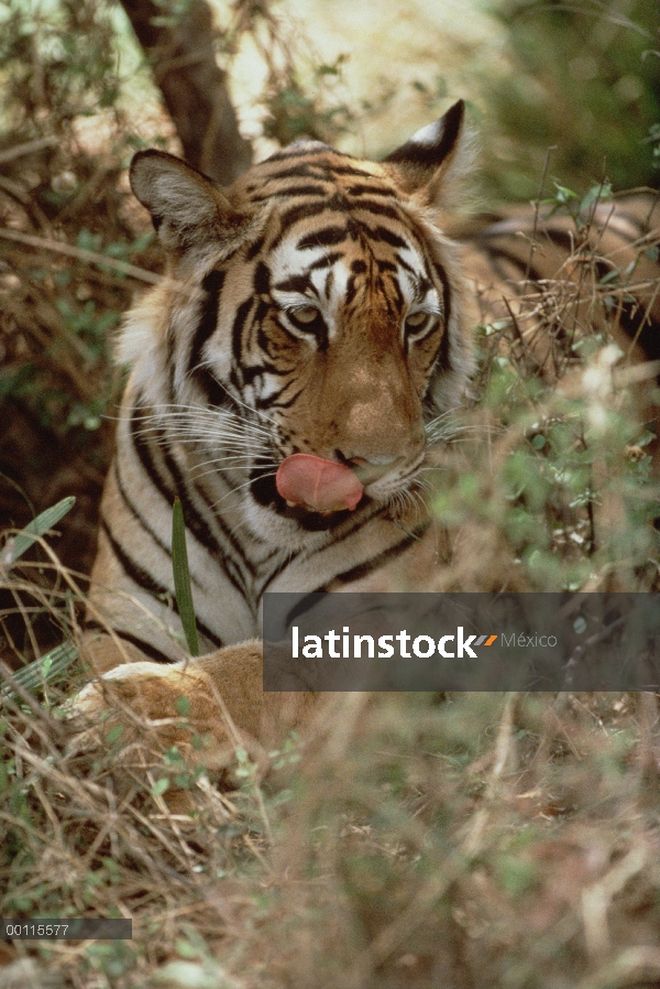 Tigre de Bengala (Panthera tigris tigris) lamiendo sus labios, India