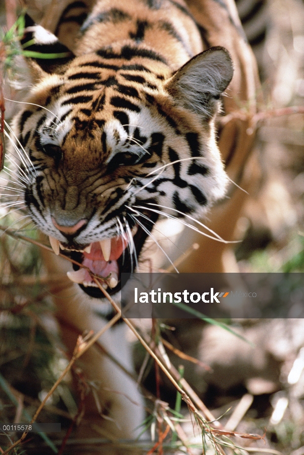 Tigre de Bengala (Panthera tigris tigris) gruñendo, India