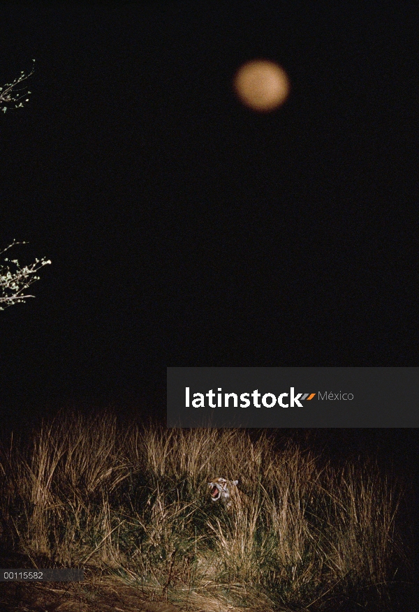 Tigre de Bengala (Panthera tigris tigris) bostezo en pasto con luna llena en el fondo, India