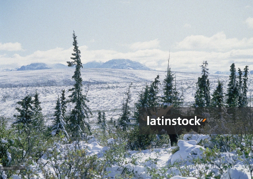 Toro de alces de Alaska (Alces alces gigas) en el bosque boreal, Alaska