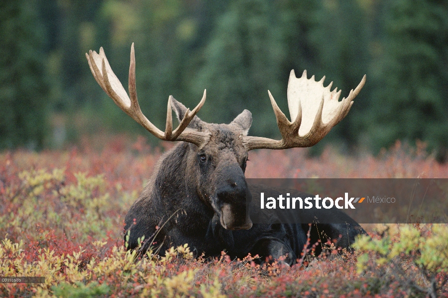 Retrato masculino adulto de alces de Alaska (Alces alces gigas), Alaska