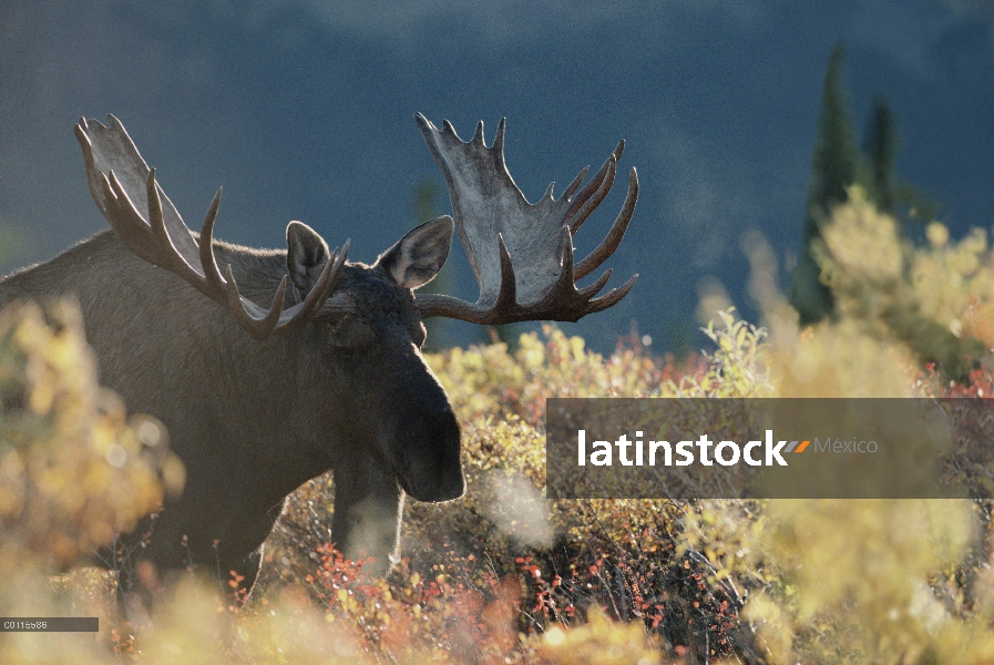 Hombre de alces de Alaska (Alces alces gigas) en bosque boreal color otoño, Alaska