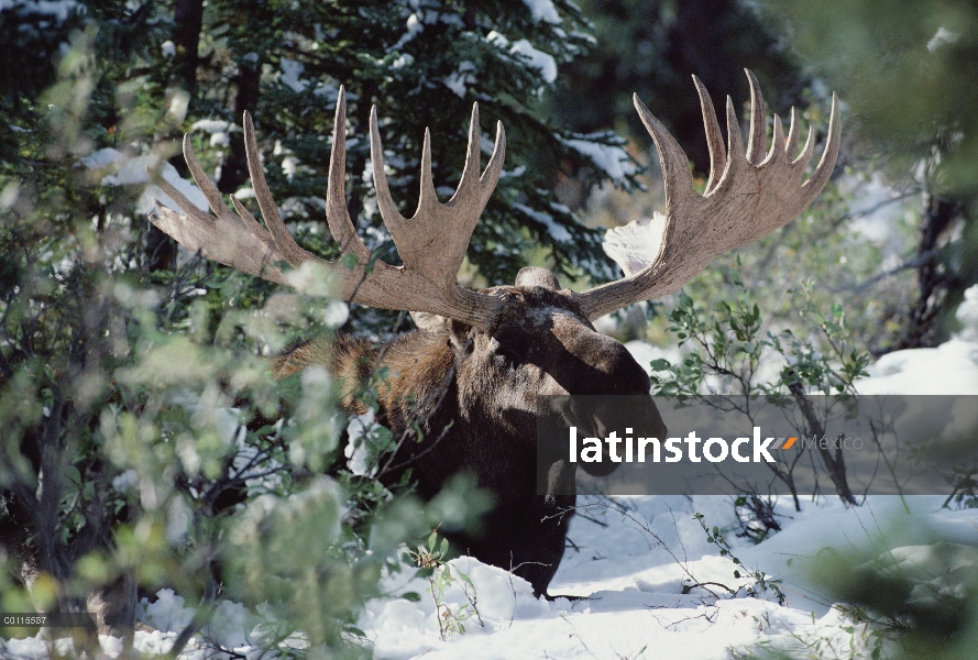 Hombre de alces de Alaska (Alces alces gigas) descansando en el bosque boreal de Nevado de Alaska