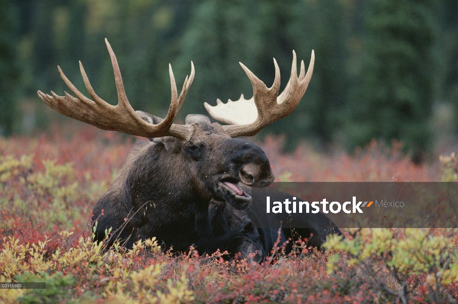 Hombre de alces de Alaska (Alces alces gigas) llamando al mismo tiempo de descanso en otoño tundra, 