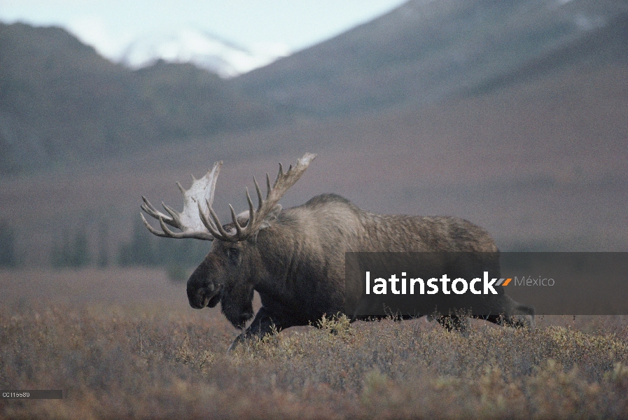 Macho adulto de alces de Alaska (Alces alces gigas) caminando a través de arbustos de tundra, Alaska