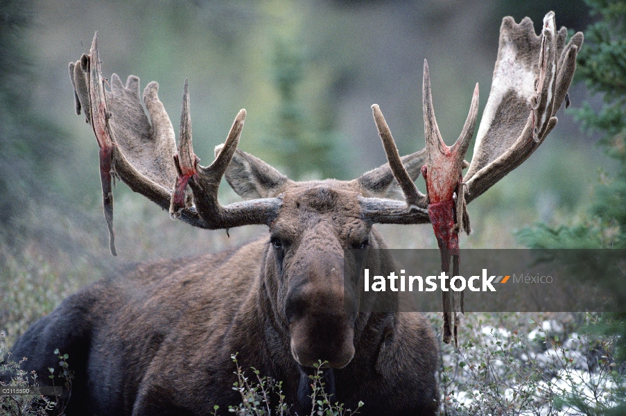 Hombre de alces de Alaska (Alces alces gigas) vertimiento de terciopelo de la cornamenta, Alaska