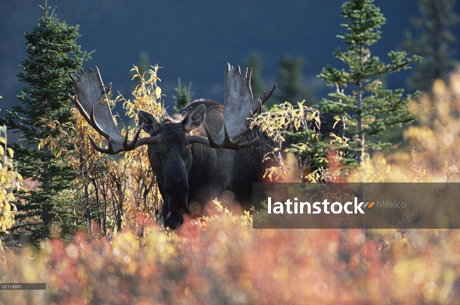 Hombre de alces de Alaska (Alces alces gigas) en bosque boreal color otoño, Alaska