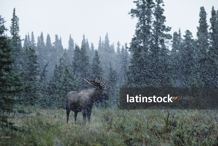 Hombre de alces de Alaska (Alces alces gigas) en bosque boreal durante la tormenta de nieve, Alaska