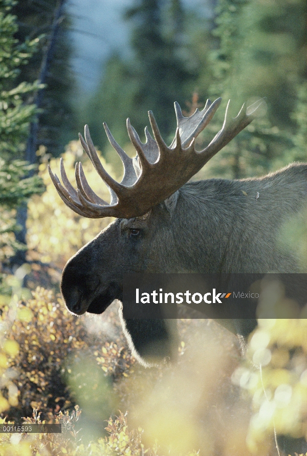 Perfil masculino adulto de la alce de Alaska (Alces alces gigas), Alaska