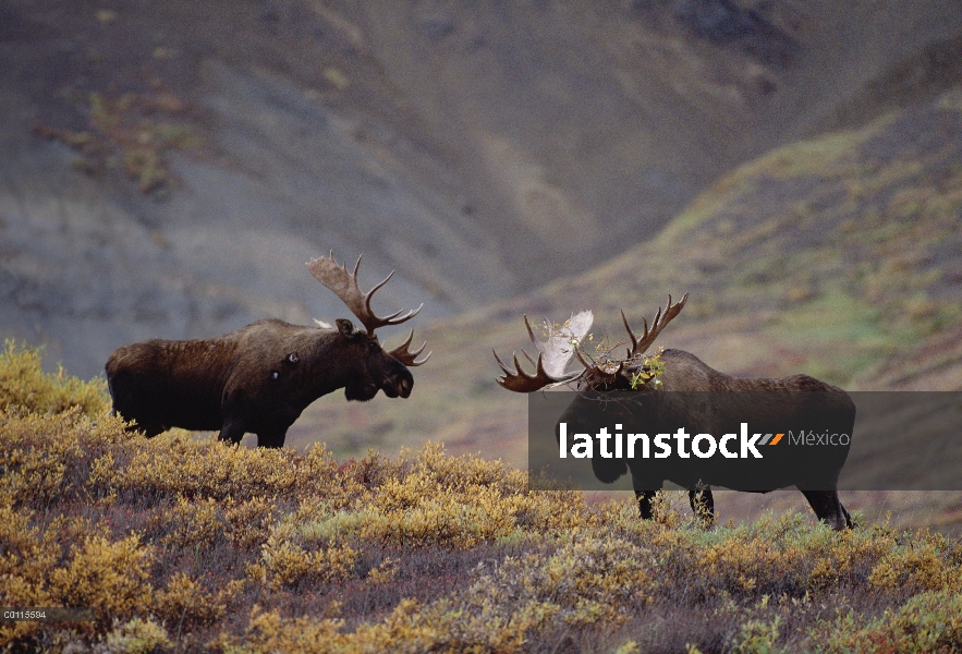 Dos machos de alce de Alaska (Alces alces gigas) se enfrentan antes de luchar, Alaska