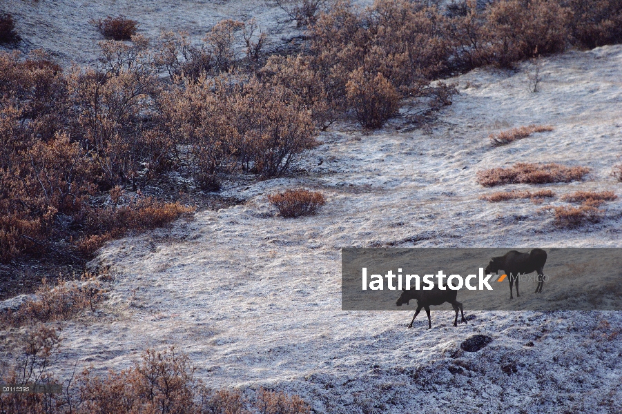 Hembras de alces de Alaska (Alces alces gigas) cruzando terreno cubierto de escarcha, Alaska