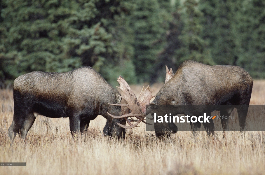 Dos machos de alce de Alaska (Alces alces gigas) lucha, Alaska