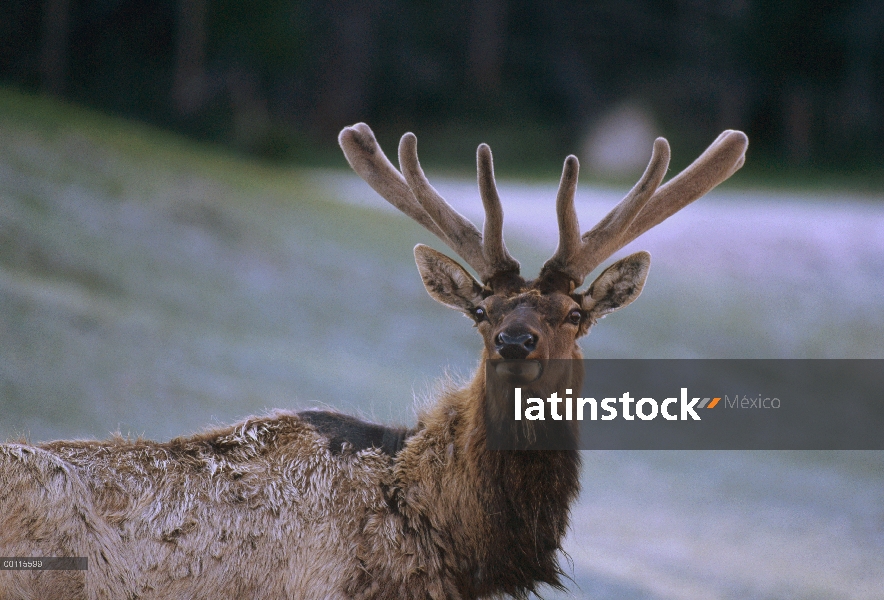 Retrato masculino de Elk (Cervus elaphus) mostrando las cornamentas terciopelo, América del norte