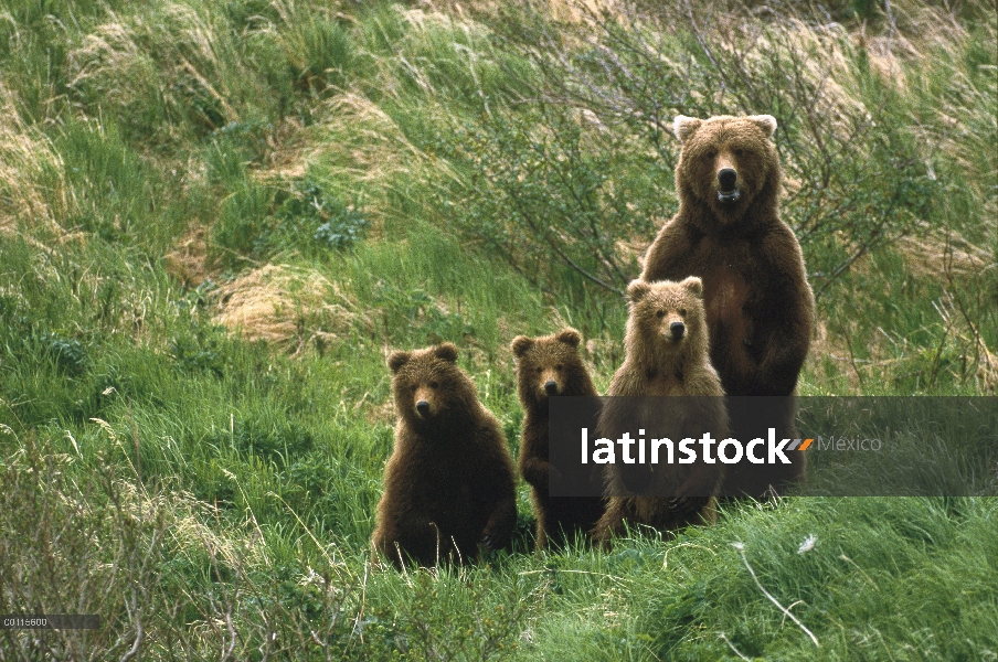 Oso Grizzly (Ursus arctos horribilis) madre con tres cachorros, Alaska