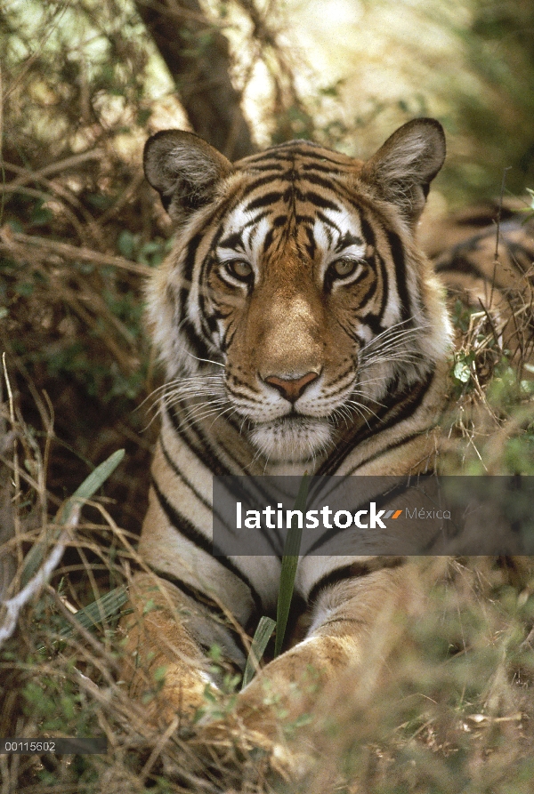 Retrato de tigre de Bengala (Panthera tigris tigris), Parque Nacional de Ranthambore, India