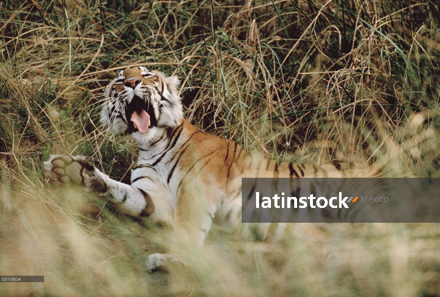 Tigre de Bengala (Panthera tigris tigris) bostezo, India