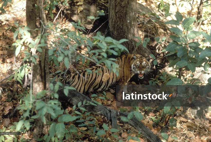 Tigre de Bengala (Panthera tigris tigris) camuflados en la maleza, India