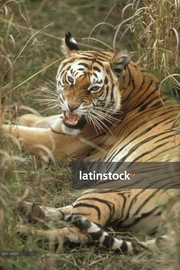 Tigre de Bengala (Panthera tigris tigris) gruñendo, India