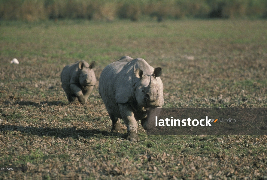 Par de rinoceronte indio (Rhinoceros unicornis), India