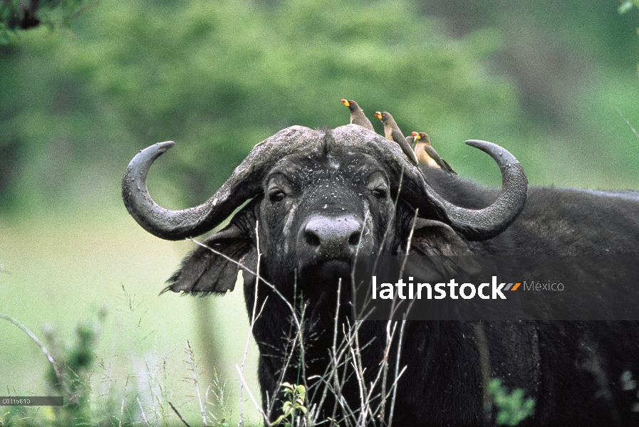 Búfalo de cabo (caffer de Syncerus) con tres Oxpeckers de pico amarillo (Buphagus africanus) sobre s