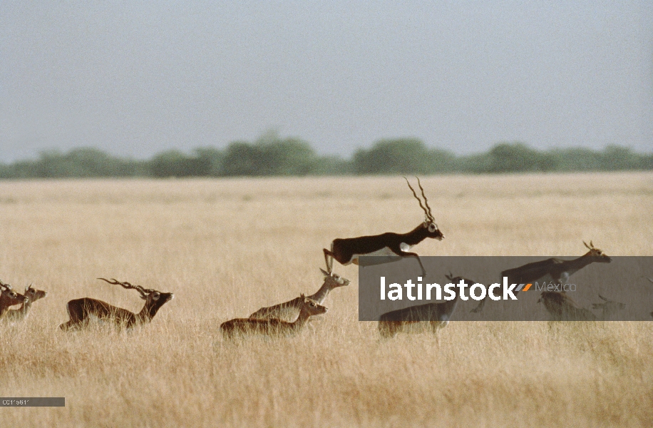 Sasín (Antilope cervicapra) manada correr y saltar, India