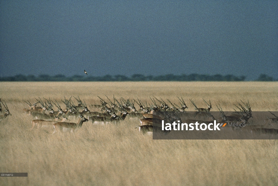 Manada de sasín (Antilope cervicapra) caminando por pastizales, India