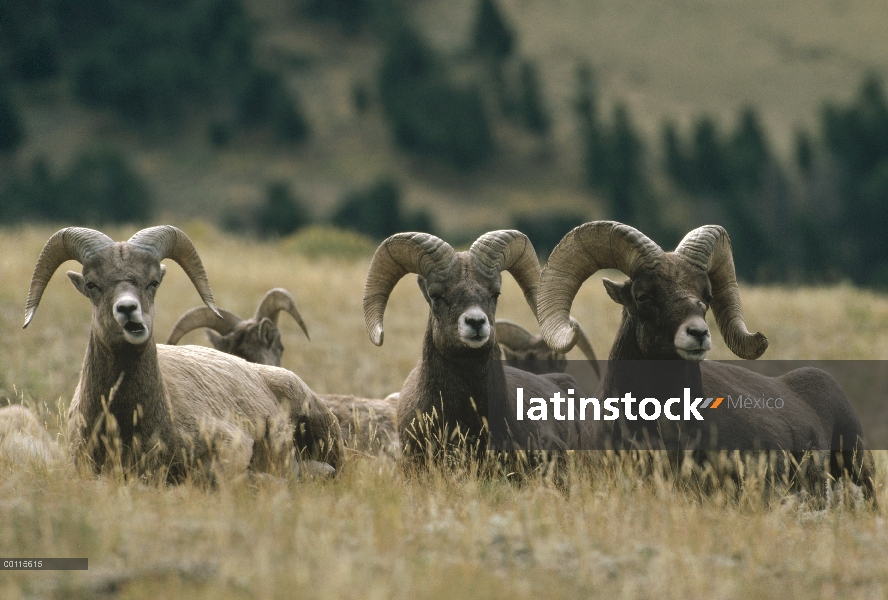 Grupo de Bighorn ovejas (Ovis canadensis) en reposo, Parque Nacional de Yellowstone, Wyoming