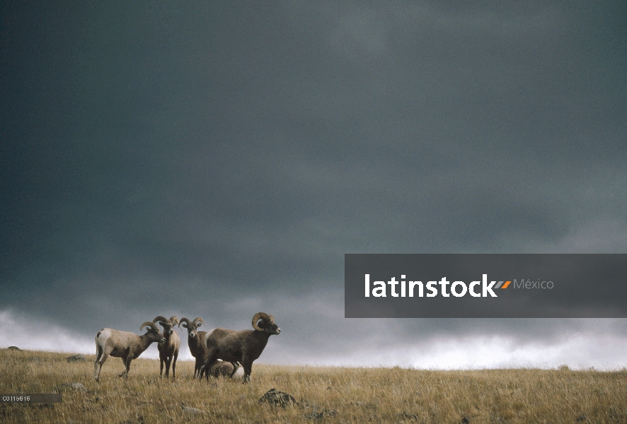 Grupo de ovejas (Ovis canadensis) Borrego contra el cielo tormentoso, Parque Nacional de Yellowstone