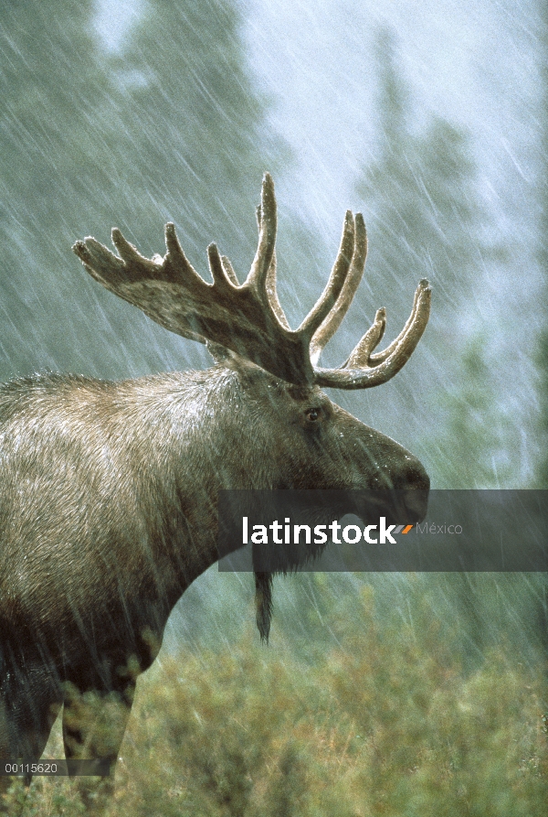 Alces (Alces alces) bull en tormenta de nieve, América del norte