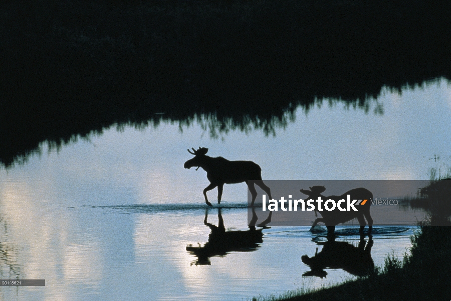 Par de alces (Alces alces) en el lago, América del norte