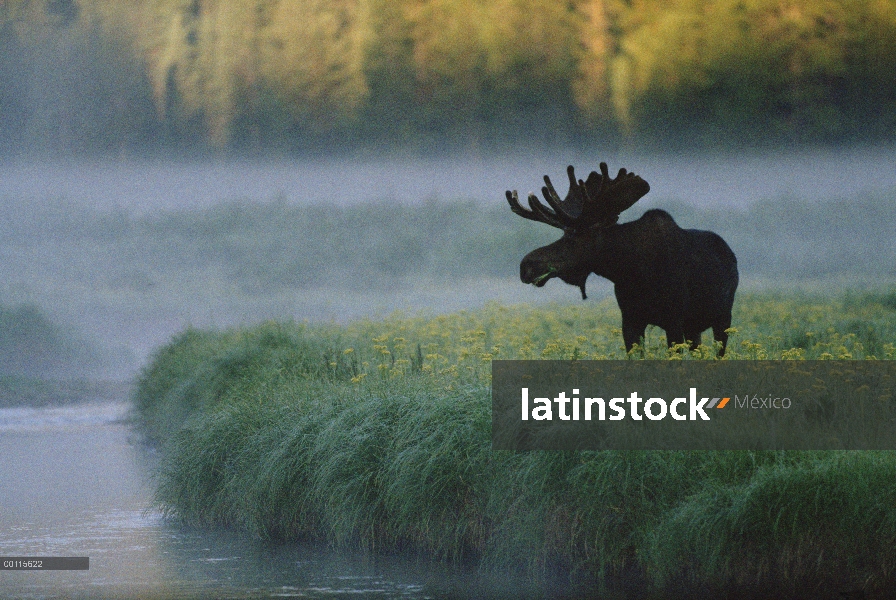 Alces (Alces alces) hombres al borde del agua, América del norte