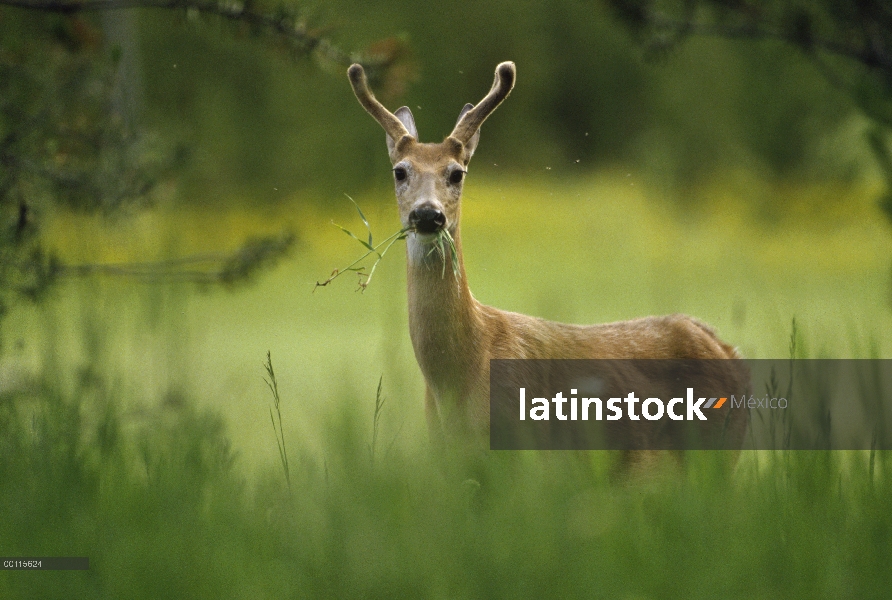 – Venado cola blanca (Odocoileus virginianus) en pastoreo en pasto, América del norte