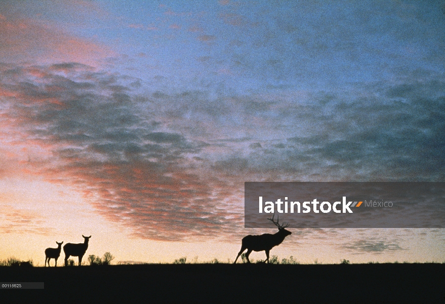 Elk (Cervus elaphus) buck y dos hace al atardecer, Parque Nacional de Yellowstone, Wyoming