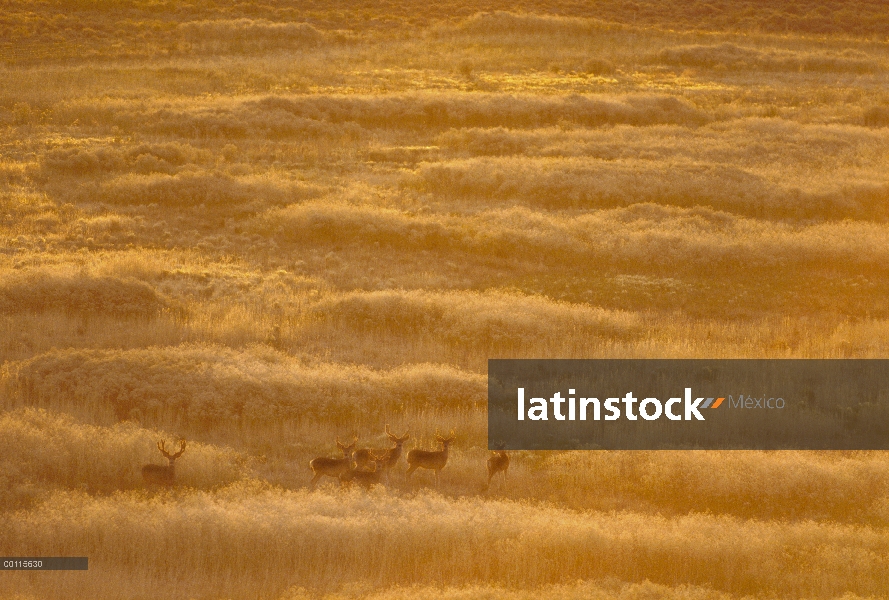 Hato de venado bura (Odocoileus hemionus) camuflado en otoño pasto, América del norte