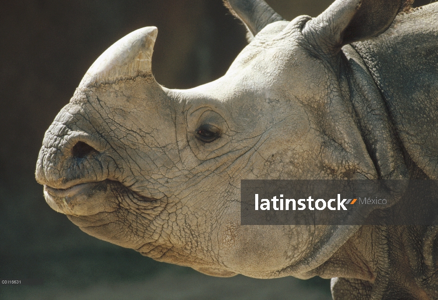 Retrato de rinoceronte indio (Rhinoceros unicornis), India