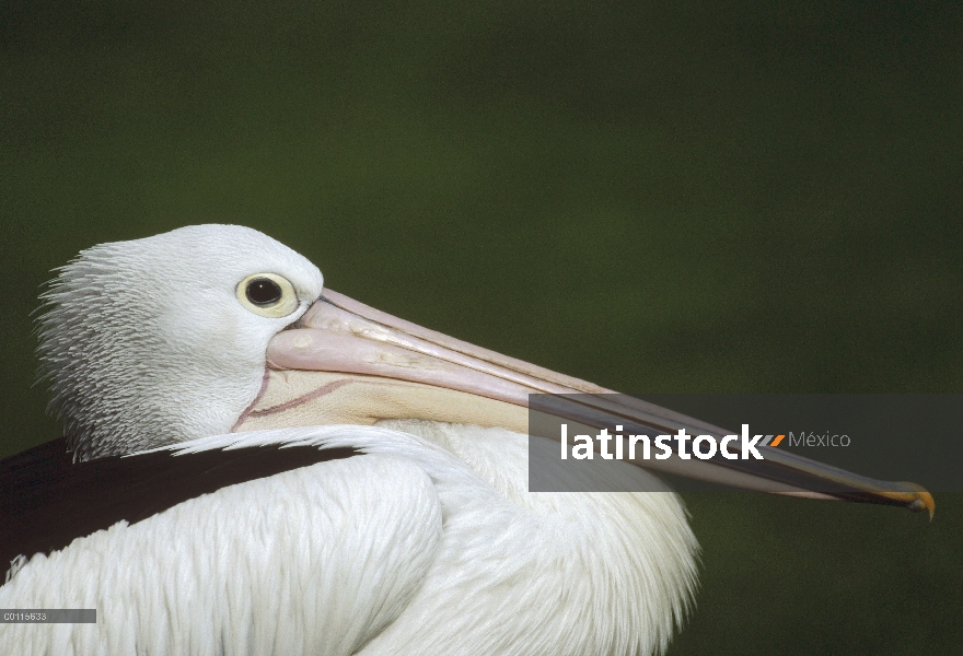 Retrato de Pelican australiano (Pelecanus conspicillatus), Australia