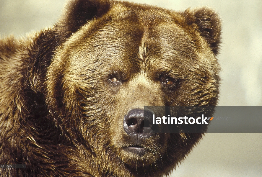 Retrato masculino de oso pardo (Ursus arctos horribilis), Alaska