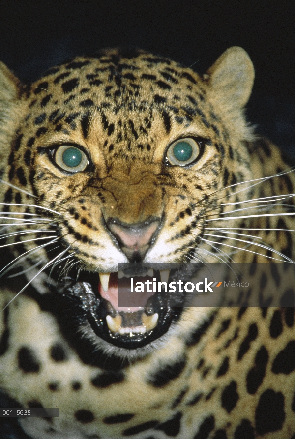 Leopardo (Panthera pardus) tironeo, África