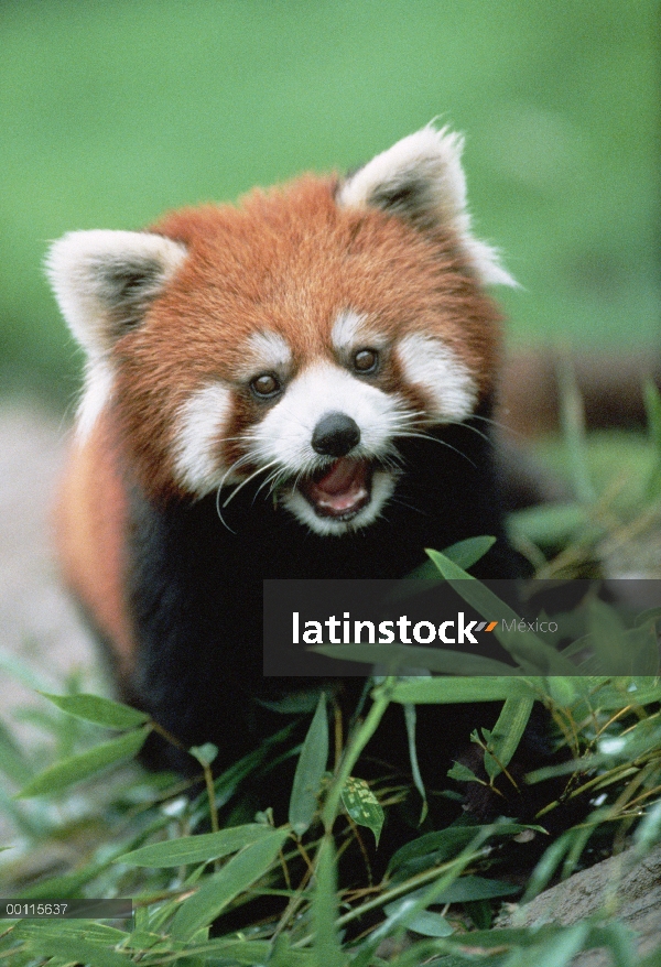 Oso Panda menor (Ailurus fulgens) en peligro de extinción, llamada, Japón