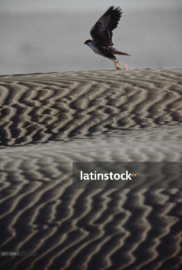 Halcón (Falconidae) volando sobre el desierto, India