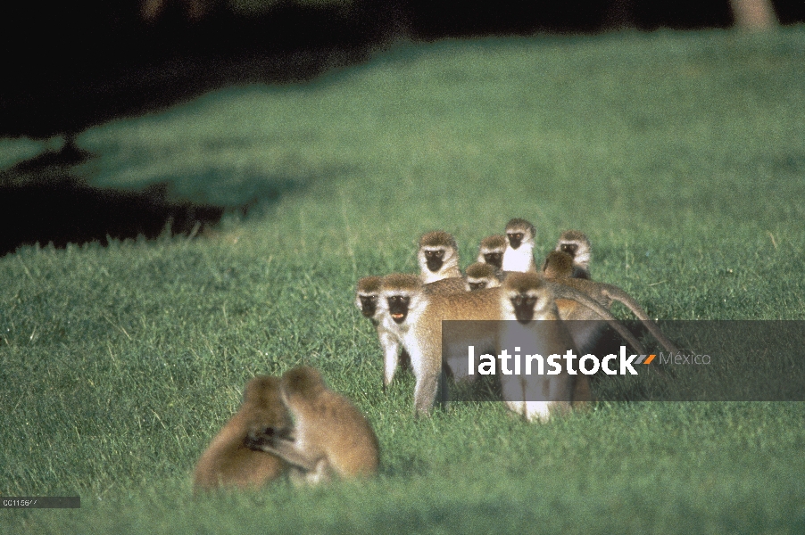 Grupo de monos Vervet (Cercopithecus aethiops) cara negra en pastizales, África