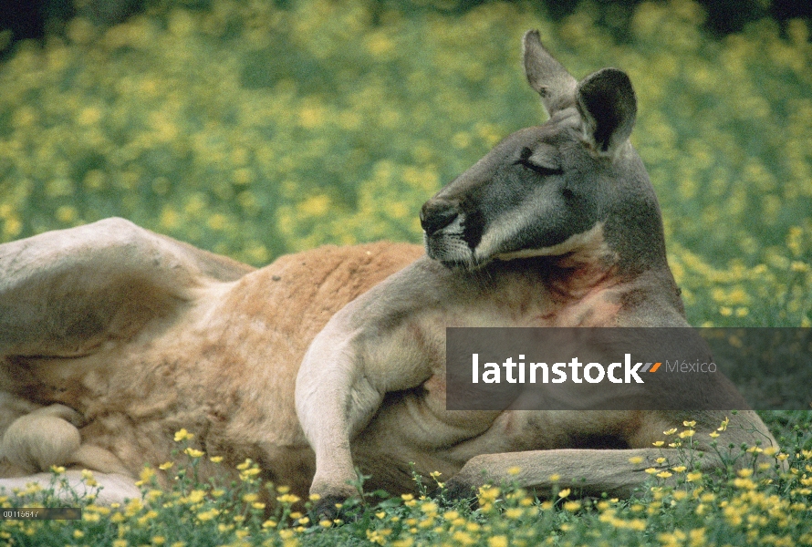 Canguro rojo (Macropus rufus) descanso, Australia