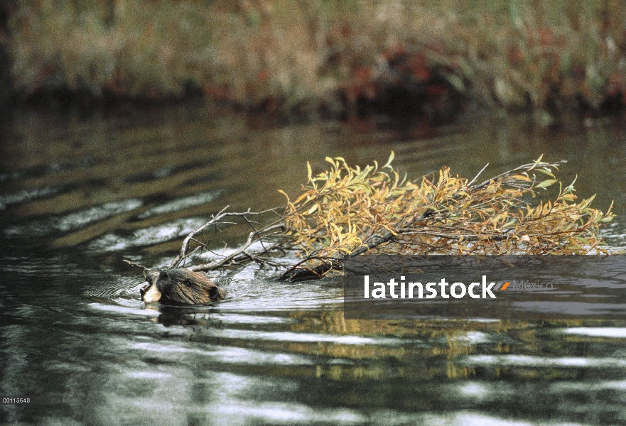 Castor americano (Castor canadensis) nadando con rama de árbol, América del norte