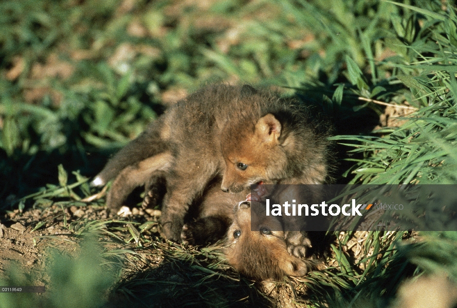 Cachorros de zorro rojo (Vulpes vulpes) jugando, América del norte